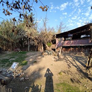 Sendero wallaby - Buin zoo