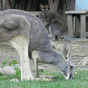 Kangaroo and wallaby - Buin zoo