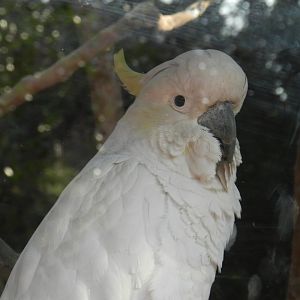 Cockatoo - Buin zoo