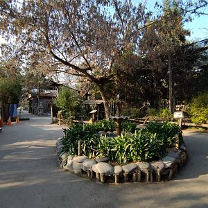 Red panda square - Buin zoo