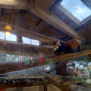 Red panda indoors - Buin zoo