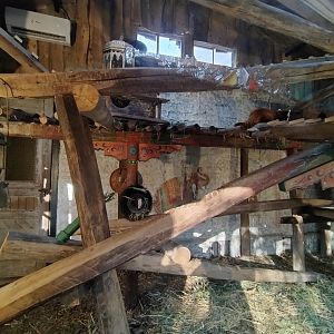 Red panda indoors - Buin zoo