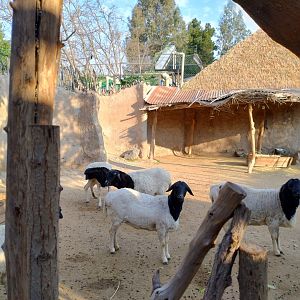 Somali sheep - Buin zoo