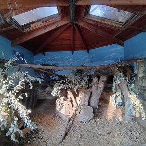 Common genet exhibit - Buin zoo