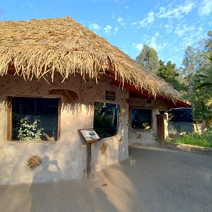 Common gennet exhibit and meerkat indoors - Buin zoo