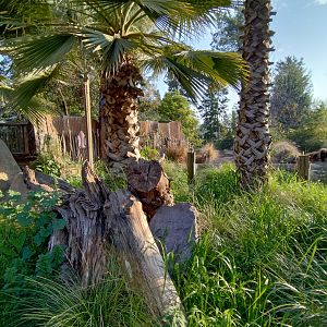 Meerkat exhibit - Buin zoo