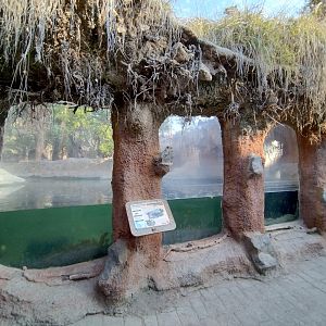 Pygmy hippo exhibit - Buin zoo