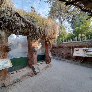 Pygmy hippo exhibit - Buin zoo