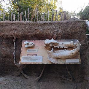 Hippos educational setup - Buin zoo