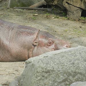Pygmy hippo - Buin zoo
