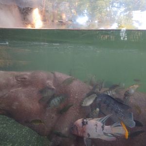 Pygmy hippo - Buin zoo