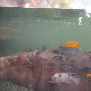 Pygmy hippo - Buin zoo