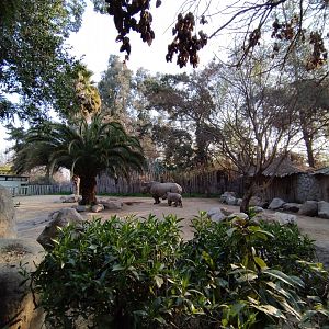 Southern white rhino second exhibit - Buin zoo