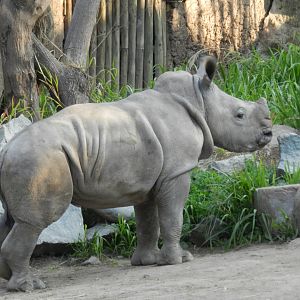 Baby southern white rhino - Buin zoo