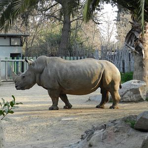 Female southern white rhino - Buin zoo