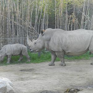 Female and baby southern white rhino - Buin zoo