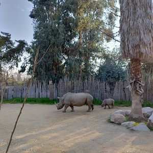 Female and baby southern white rhino - Buin zoo
