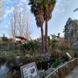 Lemur island - Buin zoo