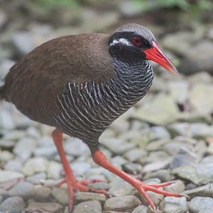 Okinawa Rail (Hypotaenidia okinawae)