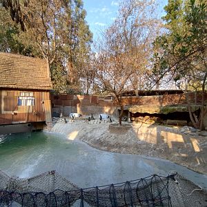 Humboldt penguin exhibit - Buin zoo