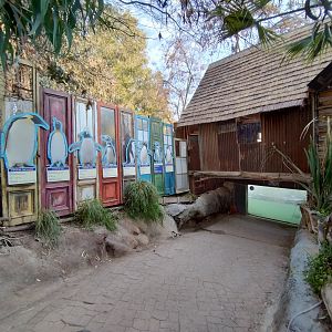 Humboldt penguin underwater viewing access - Buin zoo
