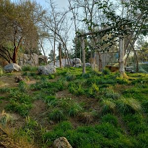 Lion exhibit - Buin zoo