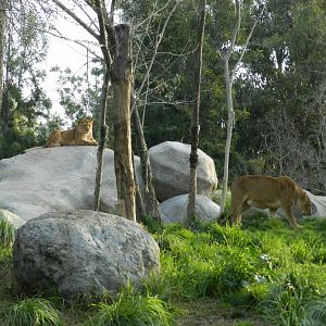 Lionesses - Buin zoo