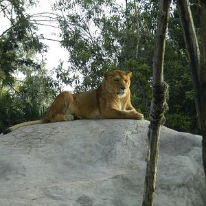 Lioness - Buin zoo