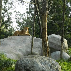 Lioness - Buin zoo
