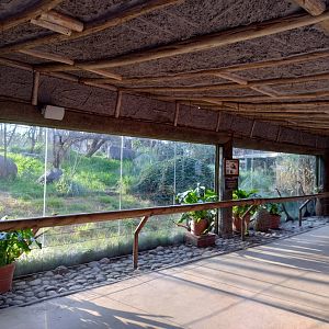 Lion exhibit - Buin zoo