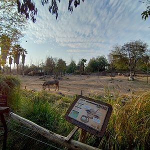 Masai mara savannah - Buin zoo