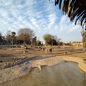 Masai mara savannah - Buin zoo