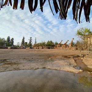 Masai mara savannah - Buin zoo