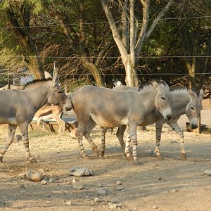 Somali wild ass - Buin zoo