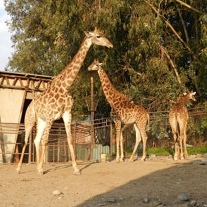 Giraffe - Buin zoo