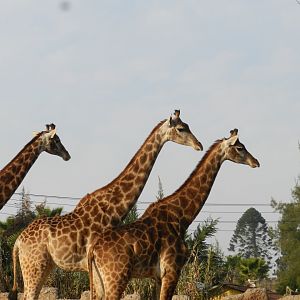 Giraffe - Buin zoo