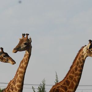 Giraffe - Buin zoo