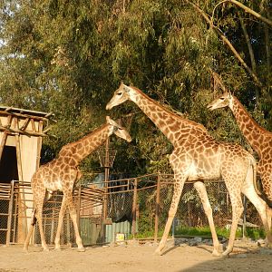 Giraffe - Buin zoo