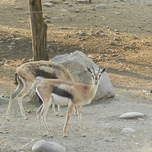 Thomson gazelle - Buin zoo