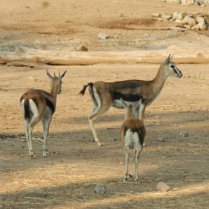 Thomson gazelle - Buin zoo