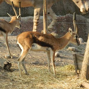Thomson gazelle - Buin zoo