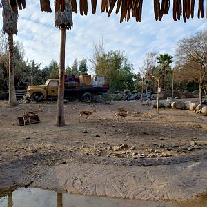 Thomson gazelle - Buin zoo