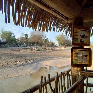 Thomson gazelle - Buin zoo