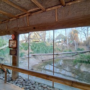 Serval exhibit - Buin zoo