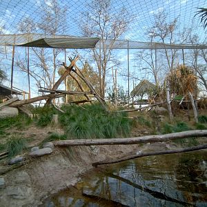 Serval exhibit - Buin zoo