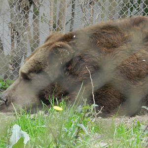 Brown bear - Buin zoo