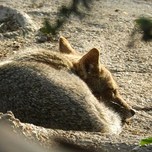 South American gray fox - Buin zoo