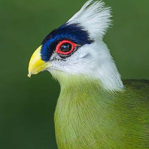 White-Crested Turaco (Tauraco Leucolophus)