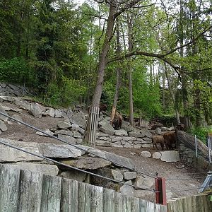 Wisent + wild boar enclosure