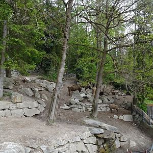 Wisent + wild boar enclosure